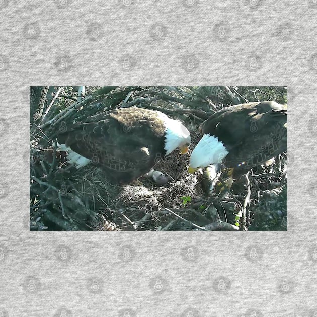 US Bald Eagles - Our National Bird VII by zwrr16